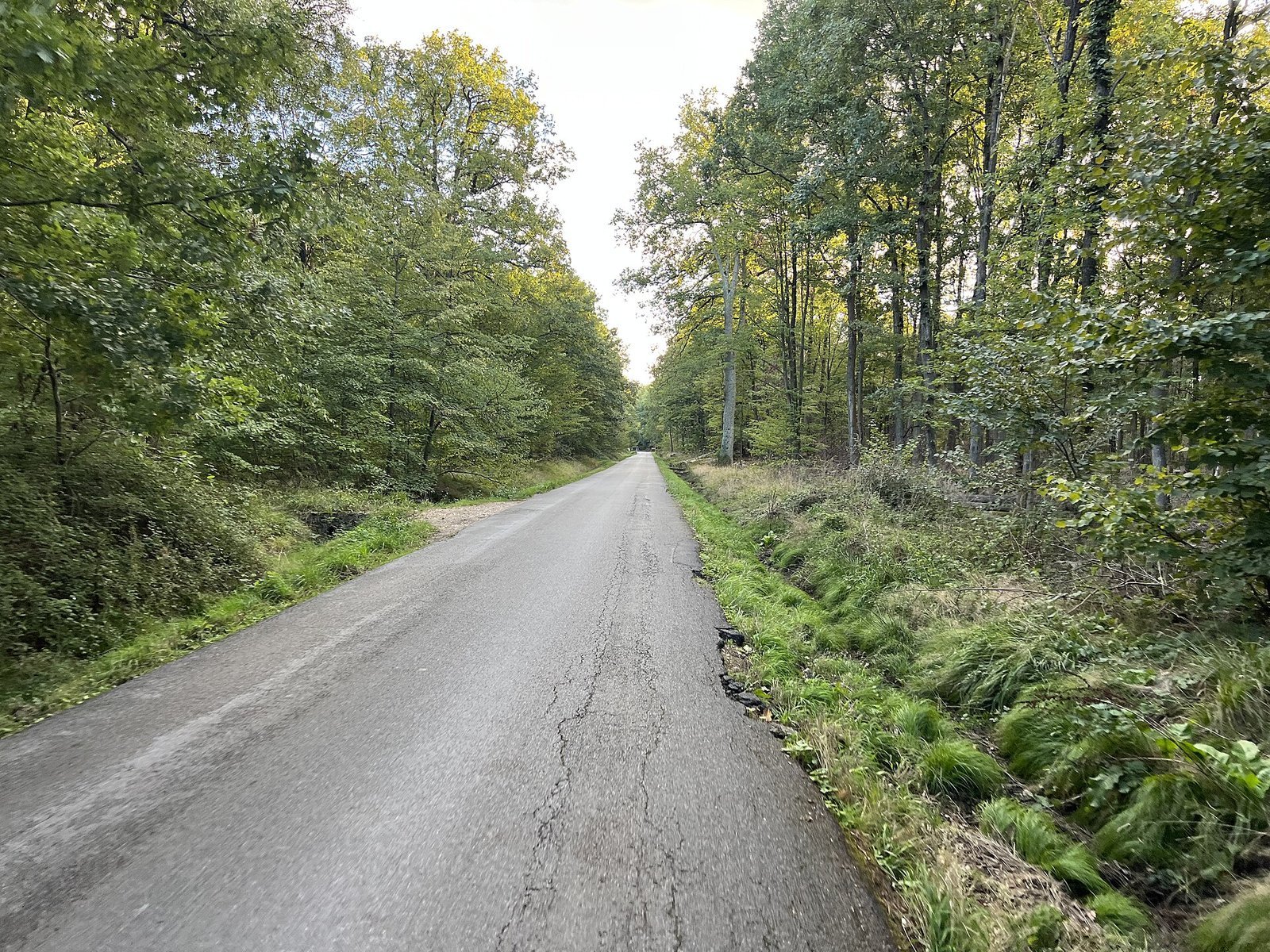 Route forestière bordée de chênes dans la forêt de Sénart à Montgeron